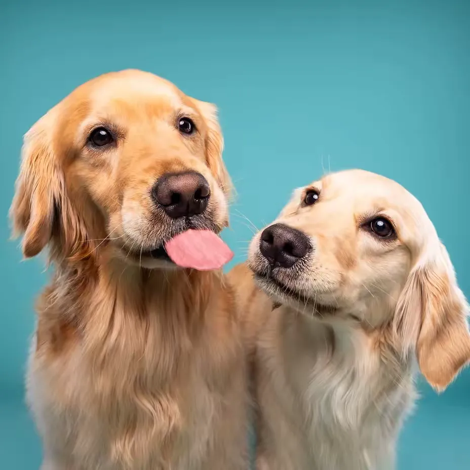 @daisythegoldiee TikTok profile avatar