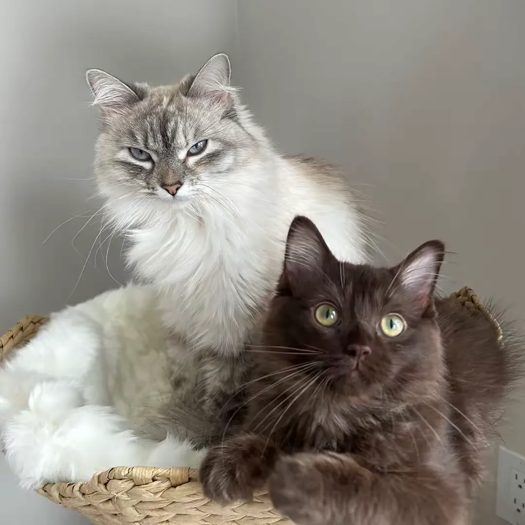 @freyathesiberian TikTok profile avatar