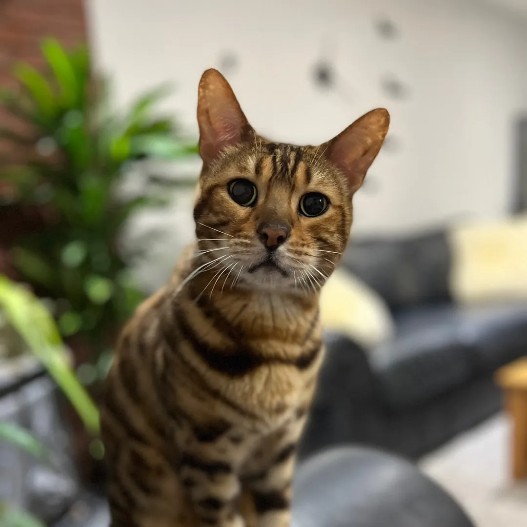 @george_the_bengal_cat TikTok profile avatar