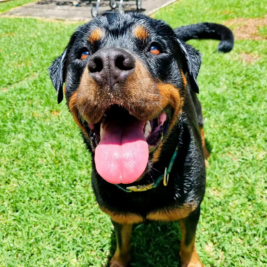 @meisha_the_rottweiler TikTok profile avatar