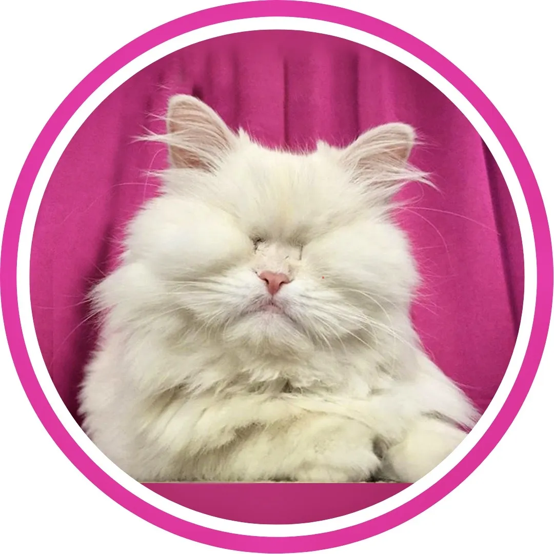 @moetblindcat TikTok profile avatar