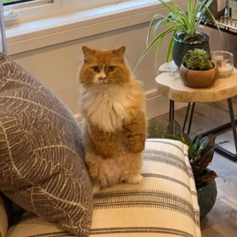 @rex2paws TikTok profile avatar