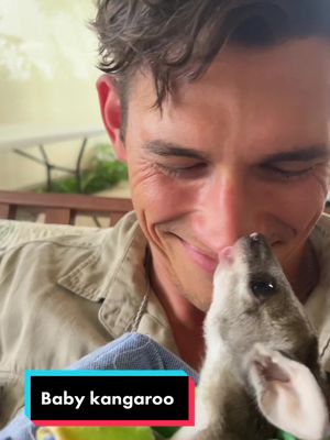 Everyone this is lucky the baby orphaned kangaroo 🦘 - #babyanimals #orphaned #australia