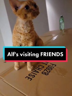 Alf went to visit @tequilathechichi and friends today! He always loves a good old fashioned road trip! 🥰 #RoadTrip #Holidays #Friends #Buds #Alfans