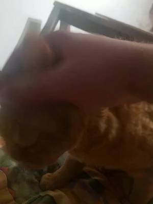 @alfdevonrex TikTok video cover