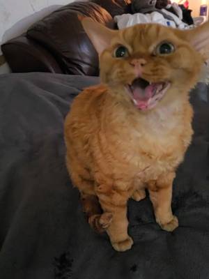 @alfdevonrex TikTok video cover