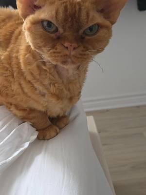 @alfdevonrex TikTok video cover
