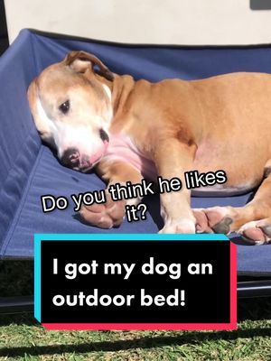 Do you think he likes it❓#dogbed #petbed #cutedogs #cutepets #dogtok #pets #tiktok #animalsoftiktok
