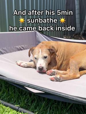 Does Your Dog Worship the Sun? #dogs #dogtok #sleepingdog #sunbathing 