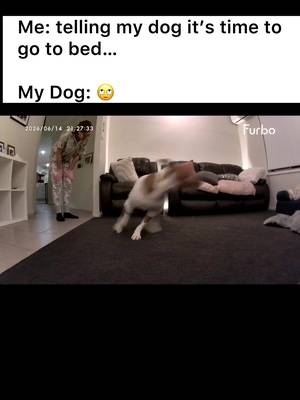 She Said No To Bedtime 😂🐾 #zoomies #funnydog 