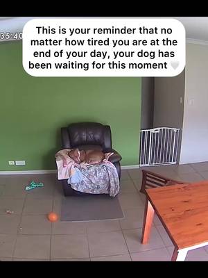 She Waits All Day For This 🥹🤍 #rescuedog #doglover 