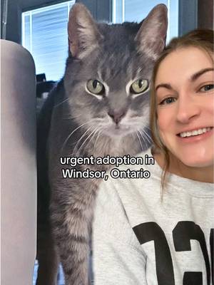 If you are interested in adopting Laser, email us at adopt@mygrandfatherscat.ca ✉️ #windsorontario #ontario @My Grandfather’s Cat