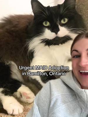 If you are interested in adopting Lily, email us at adopt@mygrandfatherscat.ca 🤍