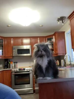 š„¹š„¹š„¹ #atchoumthecat #tiktokcanada #tiktokcats #hypertrichosis #persiancats