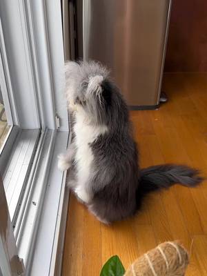 Meerkat mode activated š¹ #atchoumthecat #tiktokcanada #hypertrichosis #canadiancat #tiktokcats #surricate