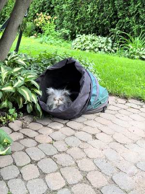 In another life, Iām pretty sure I was a dog. š¤·āāļøš¼ First of all, I LOVE going for walks in the rain. š§ļø Second, if I spot a gardening bag full of dirt and weeds, you can bet Iām climbing right in for a nap. š«£š¤¦š¼āāļøš¤£ Apparently, Mom calls that āgetting dirty.ā I call it living my best life. šš¾ #AtchoumTheCat #LittleMudMonster ****** Dans une autre vie, jāai sĆ»rement Ć©tĆ© un chien. š¤·āāļøš¼ PremiĆØrement, JāADORE aller me promener sous la pluie. š§ļø DeuxiĆØmement, si je trouve un sac de jardinage rempli de terre et de mauvaises herbes, cāest certain que je vais aller me coucher dedans. š«£š¤¦š¼āāļøš¤£ Il paraĆ®t que maman appelle Ƨa Ā« se salir Ā». Moi, jāappelle Ƨa profiter de la vie. šš¾ #atchoumlenpetitcrottĆ©