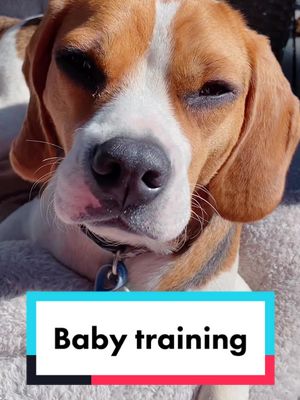 How did you prepare your dog for the arrival of a baby š¶š¼? #DogTraining #babiesoftiktok #babiesanddogs