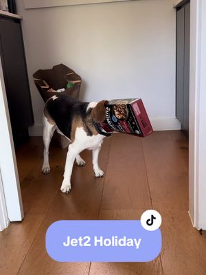 A beagleās favourite holiday destination is the open pantry. #beagle #pets #jet2holiday