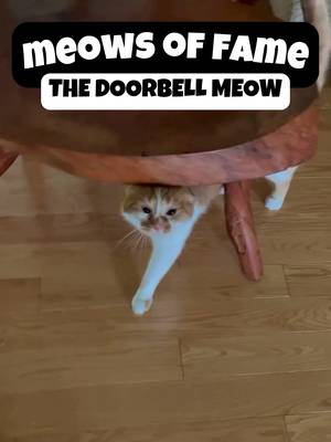 Top 10 Meows of ALL TIME 📣🐈  (in no particular order) — which one is your fave?! #catsoftiktok #meow #beautynthebean #cats #talkingcat #PetsOfTikTok #funnycat 