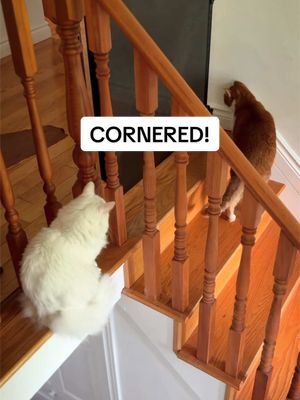 Bean VS. The Girls 🐈🥊🌸  Follow to wake up with Bean every day! @beautynthebean    #cats #pets #meow #animals #beautynthebean 