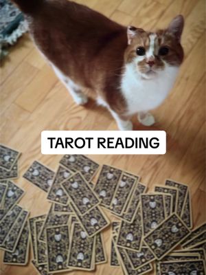 Spiritually speaking, breakfast is late. 🔮 Follow to wake up with Bean every day! @beautynthebean    #cats #pets #meow #animals #beautynthebean 