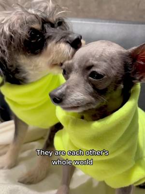 Betty & Beanβs Rescue Story #bettyandbean #rescuestory #rescuestories #rescuestraydogs #killshelter #bondedpair #foreverhome #justadog #mywholeworld
