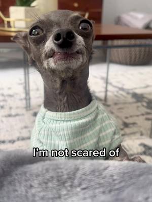 For real. Absolutely terrified! π₯Ή #bettyandbean #tiktoktrend #imnotscaredoflionstigersorbears #imnotscared #dogsoftiktok #funnydogsoftiktok #cutedogsoftiktok #hairlesschihuahuas #hairlesschihuahua #rescuechihuahua #wouldnthurtafly