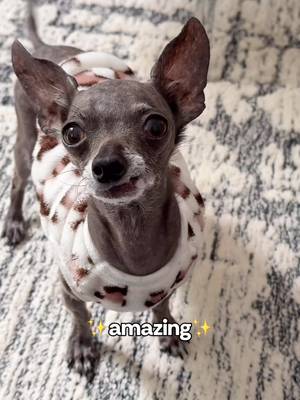 14/10 no notes π #bettyandbean #tinychihuahua #hairlessdogs #chihuahuastiktok #chihuahualove