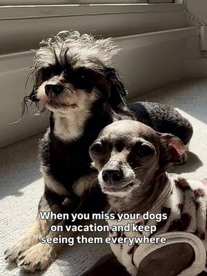 my little duo π₯ΉπβοΈ #bettyandbean #dogvideo #dogmumlife #missyou