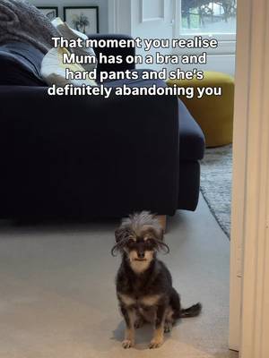 Betty knows a real bra when she sees one! π #bettyandbean #dogmumlife #missyou #funnydogs