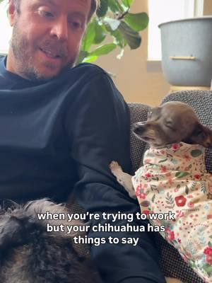 Pay attention to meeeeee! π #bettyandbean #funnydogs #dogdaddy #dogdadsoftiktok #tinychihuahua