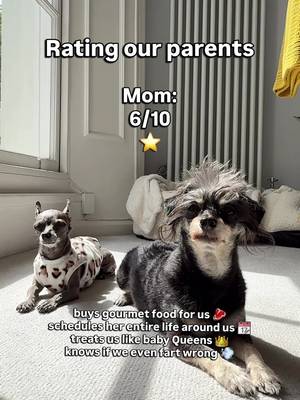 We donβt make the rules π #bettyandbean #funnydogs #chihuahuastiktok