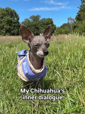 Bean would like some validation in the comments π #bettyandbean #chihuahuastiktok #funnydogmemes #smalldogsoftiktok