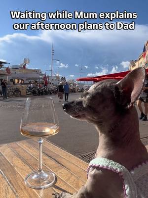Itβs a girl thing π
#bettyandbean #chihuahuastiktok #smalldogsoftiktok #funnydogmemes