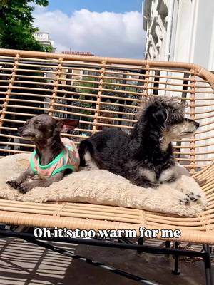 heatwave convos ππ« #bettyandbean #chihuahuastiktok #smalldogsoftiktok #funnydogmemes #ukheatwave