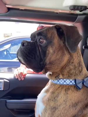 Shotgun! #stillsitting #startthecar #boxer #boxers #boxerdog #boxersoftiktok #dogsoftiktok #fyp #foryoupage #foryourpage #PetsOfTikTok