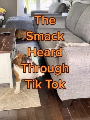 The smack heard through TikTok #dogs #cats #adorabullmolly🐶 #nayley❤️🐱 #dogsoftiktok #PetsOfTikTok #catsoftiktok #bulldogsoftiktok @Kevin Hart