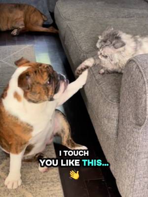 Just a sweet little bulldog trying to make a friend… and the other one woke up and said “absolutely not today” 💀 (Audio Credit:@RxCKSTxR) #B#BulldogLifeD#DogDramaS#SassyDogsF#FunnyDogsPetTok