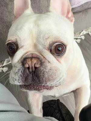 I knew she was weird #doghumor #bulldog #frenchbulldog