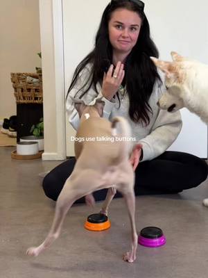 Well.. Italian greyhounds really be doing their own thing 100% of the time xx @Brooke Thomo 