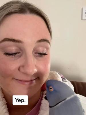 Some Hammy love while I’m feeling sick 💙#hamlet #australia #birdsoftiktok #whatdoing #bird #laugh #pet #kiss #comedy #sick