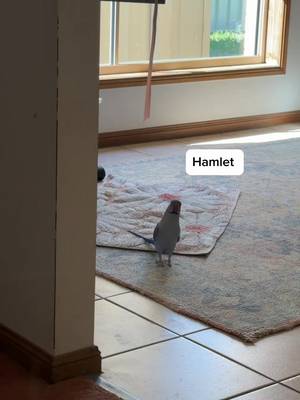 I just LOVE it when he walks in the floor!