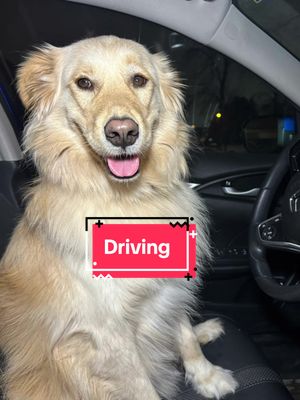That’s the last time i let him drive😭😭🐶 #dog #trend #funny #geek #puppy