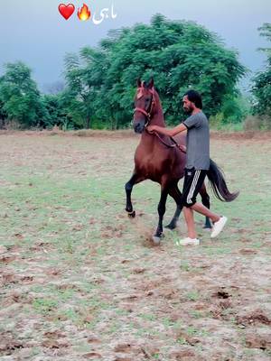 ❤️🔥#foryoupage #foryou #viral #trending #horselovers❤️🐎❤️