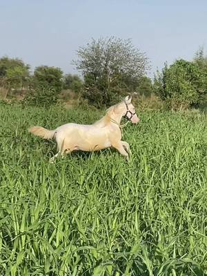 🤍#foryoupage #foryou #viral #trending #horselovers❤️🐎❤️