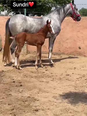 ❤️#foryoupage #foryou #viral #trending #horselovers❤️🐎❤️