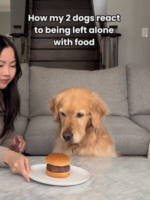 Will Daisy or Maple do better? 😂 Let’s just say one dog is more food-motivated than the other… and literally left no crumbs 😮💨