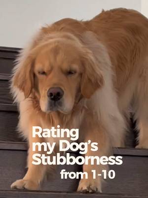 Daisy’s stubbornness rating: 11/10. 🙃 She walks only on her own terms. She won’t listen unless treats are involved. She won't eat just anything. Good thing @ACANA™ Pet Food is just as stubborn about quality. Check out ACANA™ if your dog is just as stubborn about eating good quality food. #ACANAPartner #AD