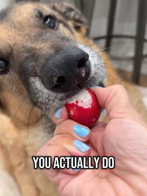 Honestly can’t believe it 🤣 #fyp #foryou #dogsoftiktok #dog #djangosmiles #smile ##tastetest #healthy #smiledog