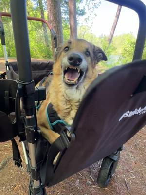WOW! NEW WHEELS BABY! #snaglepaw #dog #wagon #fyp